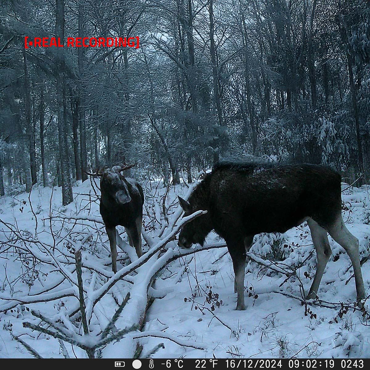 Nedis Ultra HD 4K Trail Camera, 50MP, 0.2s Trigger, Night Vision, Motion Detection, Time-Lapse, IP65, Battery Powered, Unleash the Power of Advanced Surveillance & Wildlife Photography