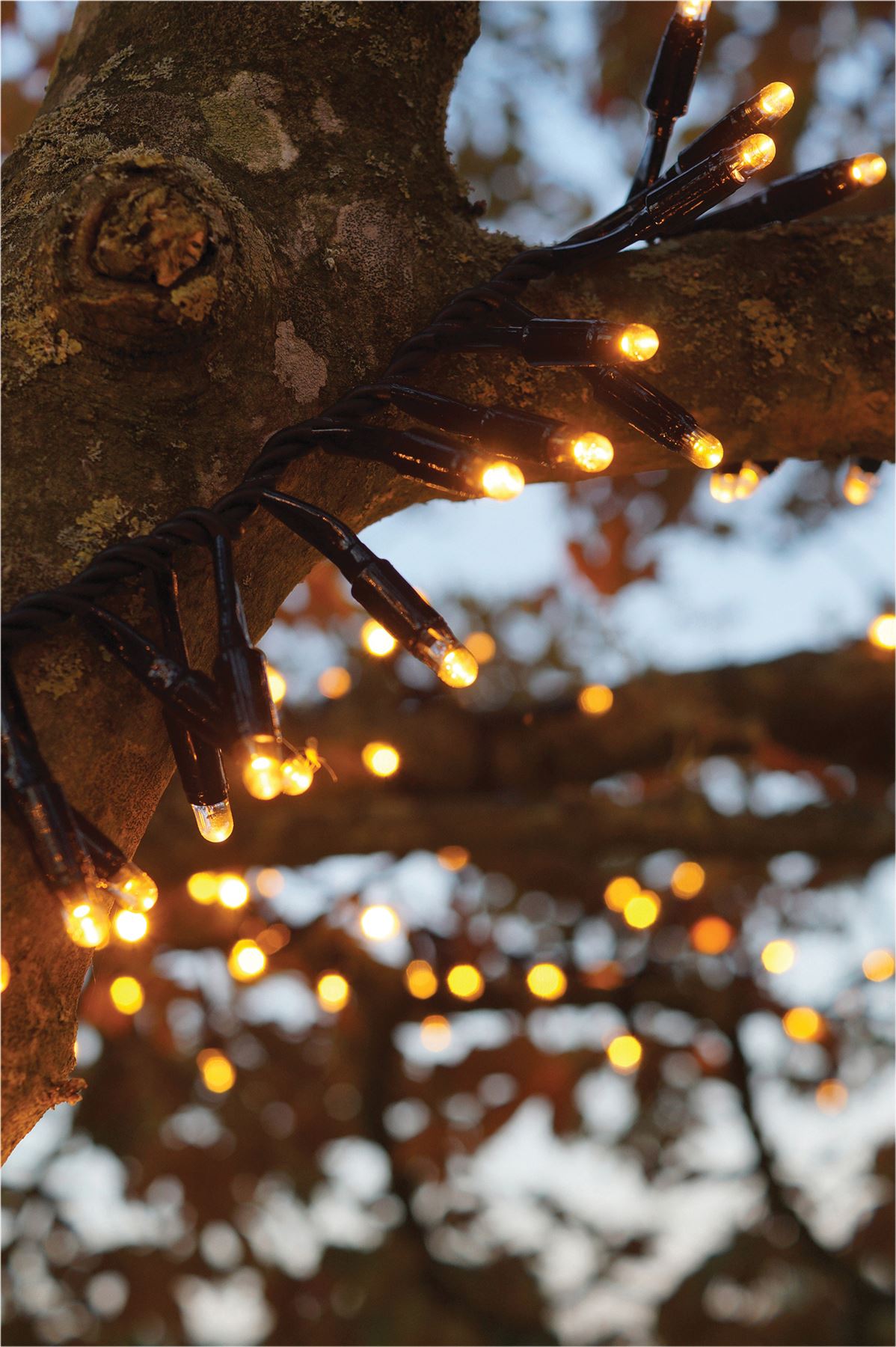 5m Easy-Connect Copper Gold Warm White 250 LED Cluster String Lights With Interconnectable Black Rubber Cable